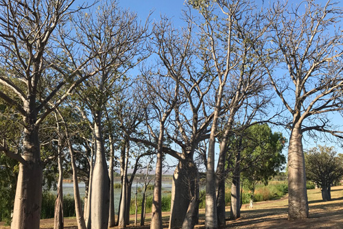 Secretariat Support - Boab trees in Western Australia
