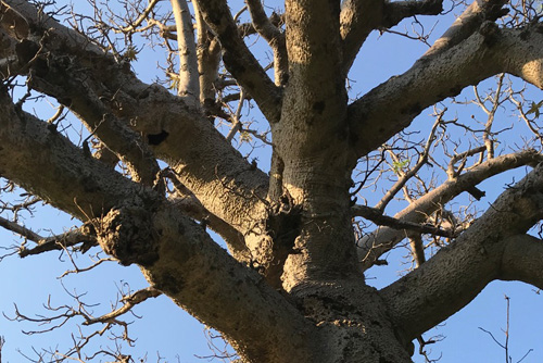 Governance Support - Tree branches under blue sky